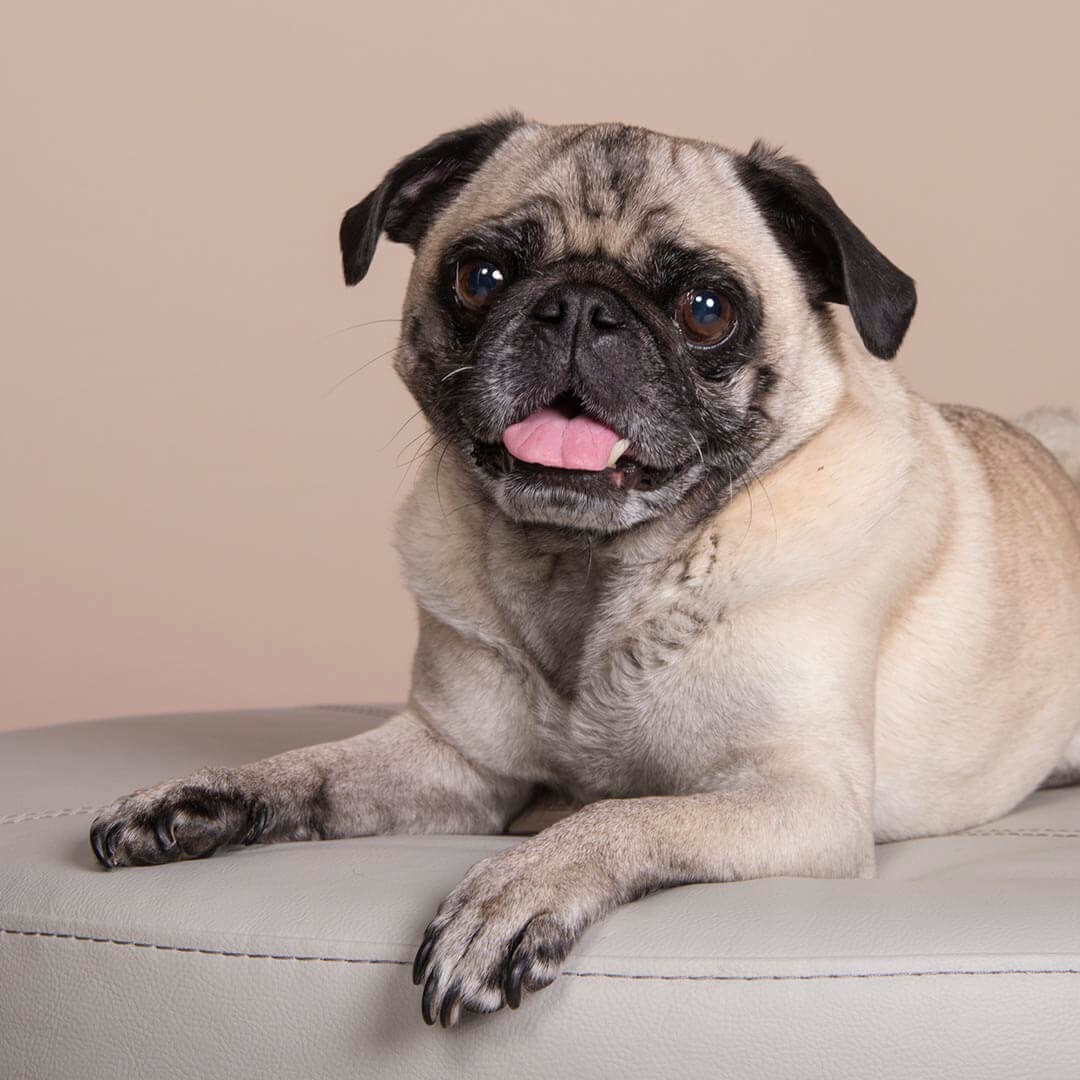 _0004_051118-Pug_007