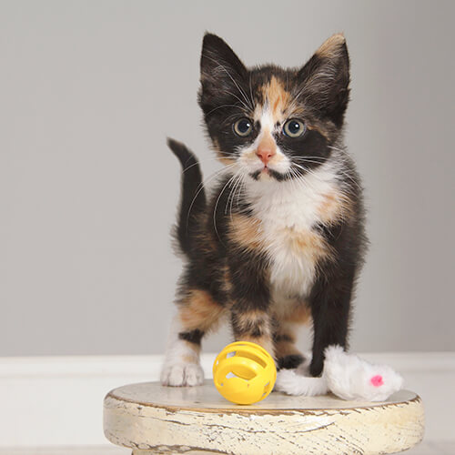 184-082_PetGalleryImages4