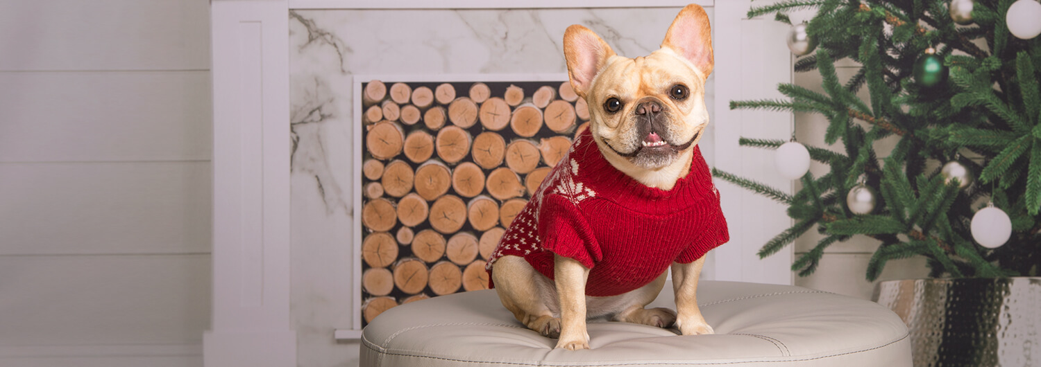 Pets in Holiday Photographs