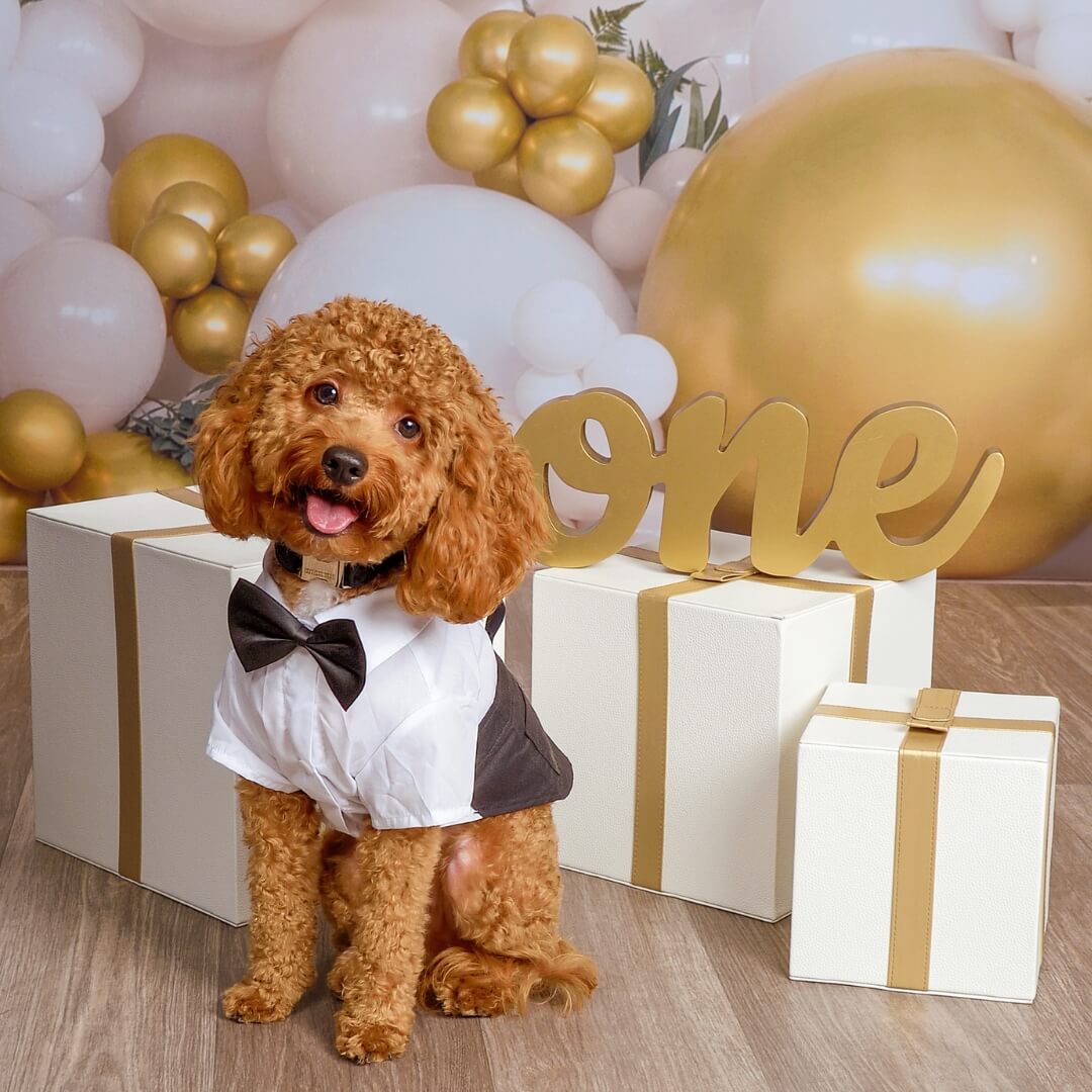 https://stage.jcpportraits.com/snapshot-rewards/
