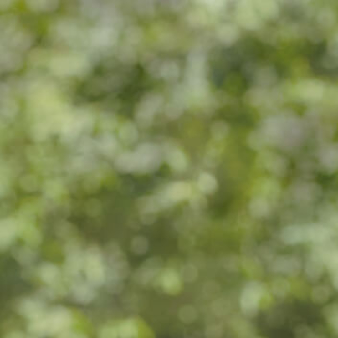 Outdoor Bokeh